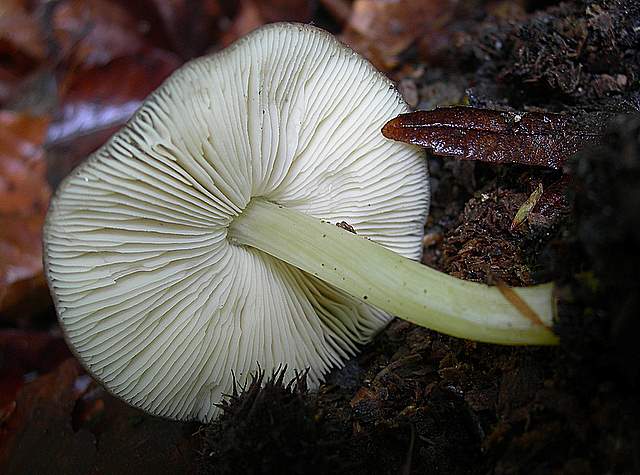 La  Flora  micologica  Alsaziana